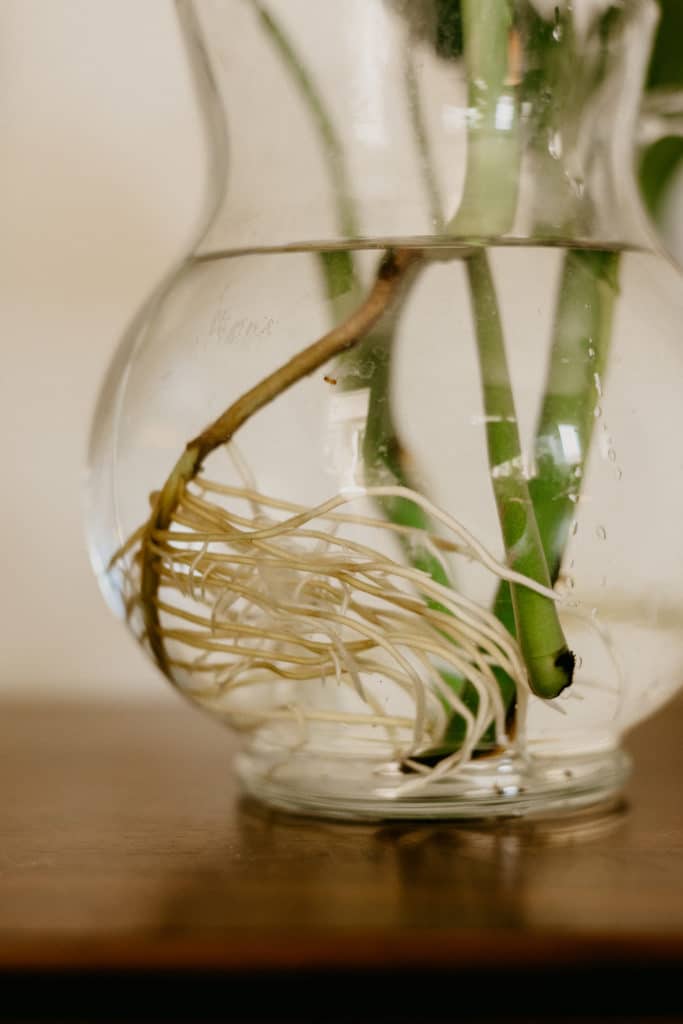 monstera roots in vase
