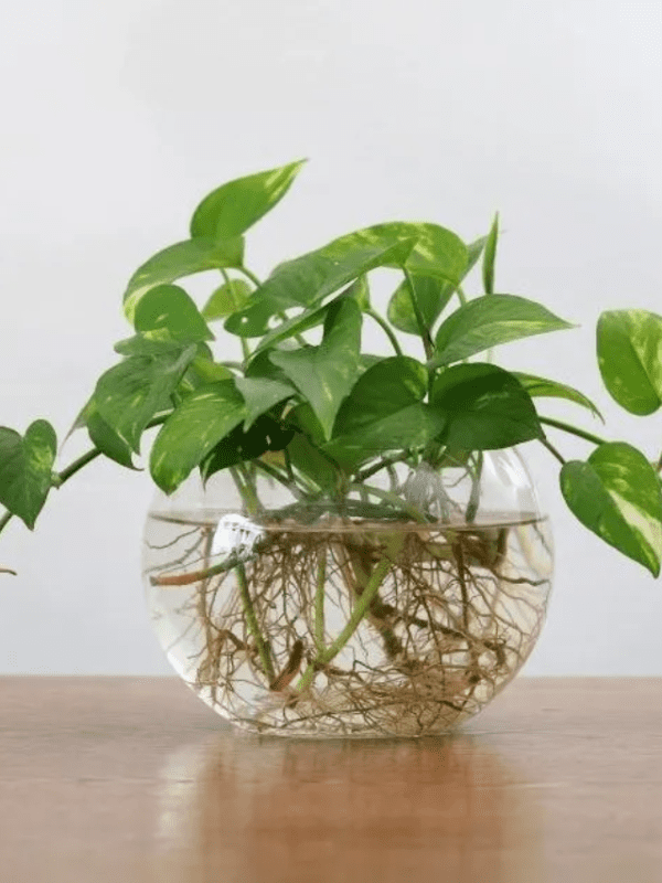 vase with philodendron cuttings